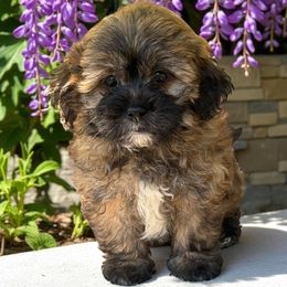 Mikey - Black gold and silver male Shihpoo puppy in Oklahoma from Rocky Oak Cavaliers & Biewer Terriers LLC