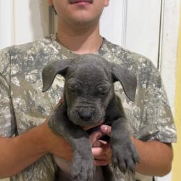 Grey 2 - Gray male Cane Corso puppy in Kaufman, Texas from Phantom Corsos
