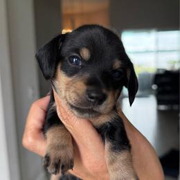 Kona-3800 - Black and cream female Dachshund puppy in Winter Haven, Florida from Dreamwork Dachshunds