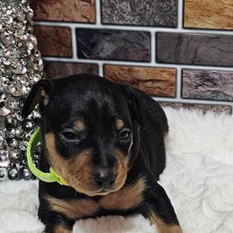 Beau - Black and rust male Miniature Pinscher puppy in Baton Rouge, Louisiana from Pike's Pups