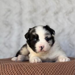 Boy 1 - Blue merle male Australian Shepherd puppy in Argyle, Iowa from Country Time Kennels