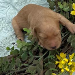 Willie - Red male Aussiedoodle puppy in Allardt, Tennessee from Hearth&Hound Doodles