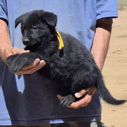 Yellow Boy - Black male German Shepherd puppy in Lake George, Colorado from High Country German Shepherds