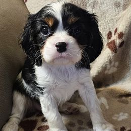 Girl 3 - female Cavalier King Charles Spaniel puppy in Eau Claire, Wisconsin from B&C Wigglebutts