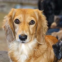 Marty - Dachshund