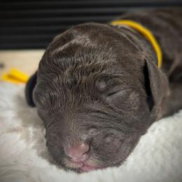 Nara - Brown and white female Sheepadoodle puppy in Berwick, Pennsylvania from Wright’s Wiggle Butts