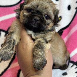 Georgia - Sable female Shih Tzu puppy in Roseville, Michigan from Diamond Paws LLC