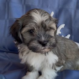 Riker - AKC - Chocolate sable male Havanese puppy in Verden, Oklahoma from Holcombs Puppy Ranch