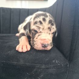 Mary - Harlequin female Great Dane puppy in Granby, Missouri from HCR Great Danes