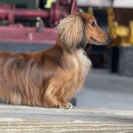 Harley - Dachshund