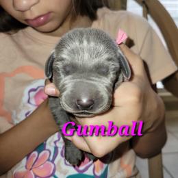 Gumball - Blue female Weimaraner puppy in Kingwood, Texas from Desert Rose Weimaraners