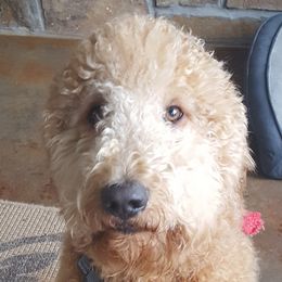 Shiner - Labradoodle