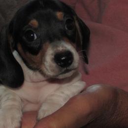 Male 3 - Piebald male Dachshund puppy in Harvard, Illinois from Lori's Cavalier King Charles Spaniels & Dachshunds