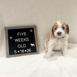 Peach - Yellow and white female Bernedoodle puppy in Sparrows Point, Maryland from Rosie’s Puppies