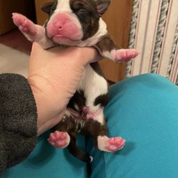 Charlie Pride - Fawn Boxer puppy in Willard, North Carolina from Boone’s Boxers of North Carolina