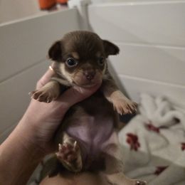Girl 3 - Chocolate and tan female Chihuahua puppy in Lugoff, South Carolina from Cutie Pie Chihuahua's