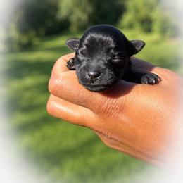 Rolo - Black male Miniature Schnauzer puppy in Dorr, Michigan from Enchanted Paws