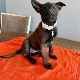 Cara (Light Pink) - Black sable female Belgian Malinois puppy in Buckeue, Arizona from Légende Vivante Du Chief Kennel