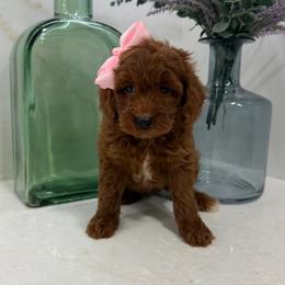 Titi - Red  female Goldendoodle puppy in Mint Hill, North Carolina from DoodleForever