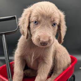 Doc - male Long Haired Weimaraner puppy in Evart, Michigan from Drehbar Weimaraners