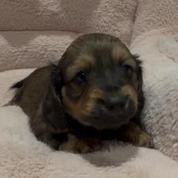 Fiona - Red female Dachshund puppy in Massies Mill, Virginia from Pigeon Hill Dachshunds