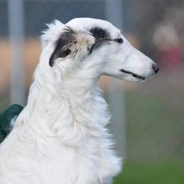 Pearl - Silken Windhound