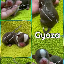 Murdoch now Gyoza - Chocolate and tan male Chihuahua puppy in Kannapolis, North Carolina from East Coast Bull Terriers N Chihuahuas