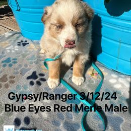 Australian Shepherd Puppies from Worsham’s Toys and Minis Australian Shepherds