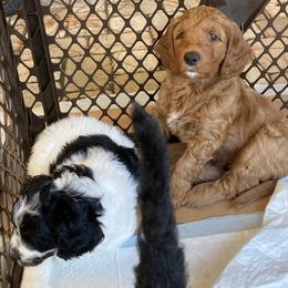 Goldendoodle Puppies from BB Doodles