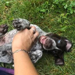 Vizsla Puppies from Wingpointer Gun Dogs