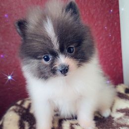 Boy 2 - Blue parti male Pomeranian puppy in Albany, Oregon from Purrs N Poms