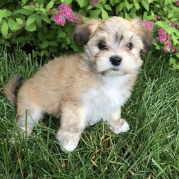 Havanese Puppies from Selah Havanese