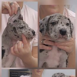 Girl 4 - Mantle merle female Great Dane puppy in Longview, Texas from Lazy A Danes