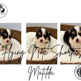 AKC Matilda - Black and tan female Pembroke Welsh Corgi puppy in Casper, Wyoming from Flying Note Shorties