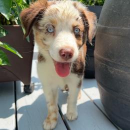 Annie - Red merle female Miniature Australian Shepherd puppy in Southport, North Carolina from Small Mini/Toy Aussies