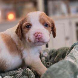Sprout - Orange and white female Brittany puppy in Alma, Georgia from Edenbright Brittanys