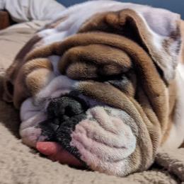 Boxers and Bulldogs from Perry Hill Bullies