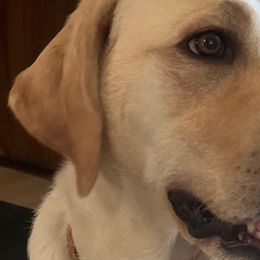 Labrador Retrievers from Jana's Labrador Retrievers