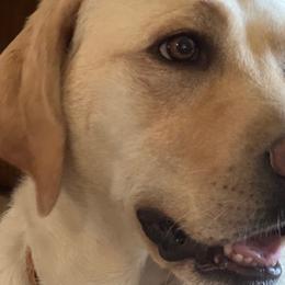 Labrador Retrievers from Jana's Labrador Retrievers