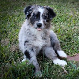 Australian Shepherd Puppies from Forte Australian Shepherds & Co.