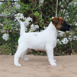 Smooth Fox Terrier and Whippet Puppies from Mardel Robeson