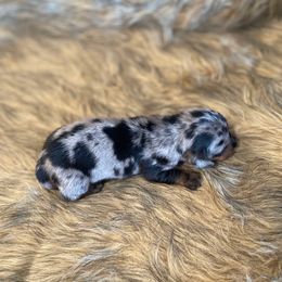Mozart - Dapple male Dachshund puppy in Purdy, Missouri from Shotgun Pups