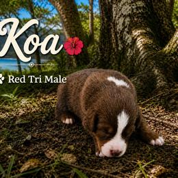Boy 3 - male Australian Shepherd puppy in Acworth, Georgia from Aussomely Yours, Australian Shepherds