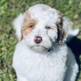 Leo - Australian Labradoodle