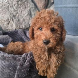 Lyle - Red male Bernedoodle puppy in Blackfoot, Idaho from Draper Mountain Doodles