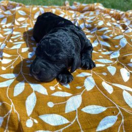 Poodle Puppies from Northern Skye Poodles