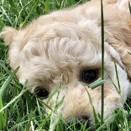 Niko - Cream Goldendoodle puppy in Huntington, Arkansas from Prairie Creek Goldendoodles