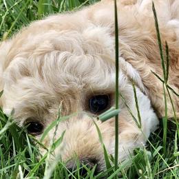 Niko - Cream Goldendoodle puppy in Huntington, Arkansas from Prairie Creek Goldendoodles