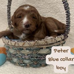 Peter - Red  male Goldendoodle puppy in Taylorsville, North Carolina from Doggone Dixie Doodles