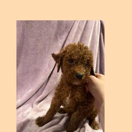 Rojo - Red male Irish Doodle puppy in Harrisburg, Arkansas from Ransone’s Ridge Runners Poodles and Doodles